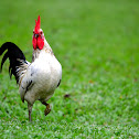Domestic chicken