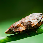 Spittlebug