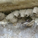 Cliff Swallow