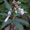 Cutleaf Toothwort
