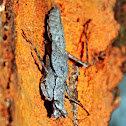 Grizzled Mantis
