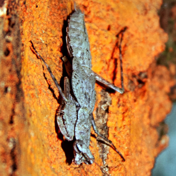 Spotting Image 1