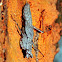 Grizzled Mantis