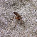 Hanging-Thief Robber Fly