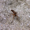 Hanging-Thief Robber Fly