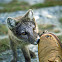 Arctic Fox