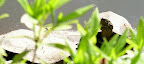 turtle peeking