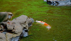 A coy in Shizen Kyoiku Park