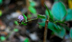 A rare flower blooming in Shizen Kyoikuen