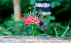 Red flower over a log in Shizen Kyoikuen
