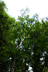 Tree stands out in the forest in Shizen Kyoikuen