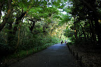 Long tree covered path in Shizen Kyoikuen