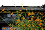 Orange flowers in Kawagoe