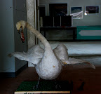 Someone took this swan out of its glass case