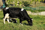 A moo cow at Arakawa