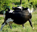 Who knew cows did yoga?