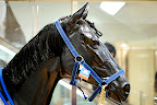 There is now a horse in Odakyu Halc department store