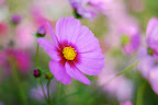 My best cosmos photo of the some 500+ I took