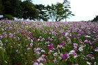 Field of cosmos in Showa Kinen Park