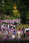 From hill down to between trees, the cosmos ran