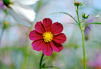 A deep red cosmos