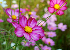 These multi-colored cosmos really stood out