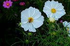Bees were thankful for the cosmos nectar feast