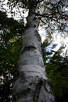 Birch has been my favorite tree since childhood