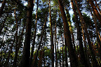 A tall forest of red pines