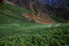 Foliage in the alpine region of Akadake