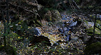 Leaves fall in the forest, so I heard