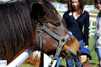 This horse could use a napkin!