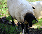 Apparently black sheep are not all black