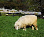 Sheep look shaggier than I thought.