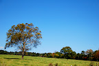 It was a beautiful day out on the cow pasture.