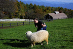 This sheep had enough of me trying to hug it!