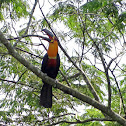 Channel-billed Toucan