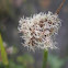 Rushes