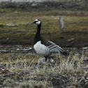 Barnacle Goose