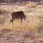 Nilgai( Female)