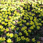 Winter aconite
