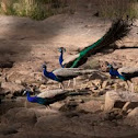 Indian Peafowl