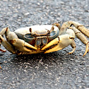Blue Land Crab