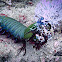 Peacock Mantis Shrimp