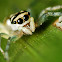 Jumping Spider