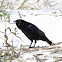 Fish Crow
