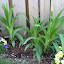 Orange DayLily (maybe Tiger lily??)