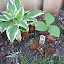 Trillium - white