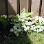 Lamium