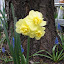 Narcissus (y. cheerfulness)
